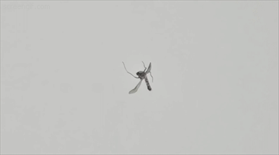 AI滅蚊黑科技號稱「每秒擊落30隻」　雷射光識別射程可達6公尺