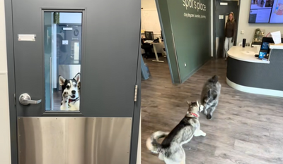 約好看獸醫！哈士奇突逃家跑去日托所　主人接通知嚇：去見男朋友