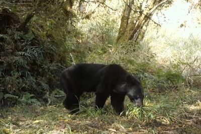 黑熊現身棲蘭山！紅外線拍到覓食身影　罕見熊窩畫面曝