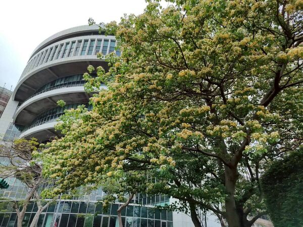▲北市仁愛圓環和溫州街加羅林魚木已全面盛開。（圖／公園處提供）