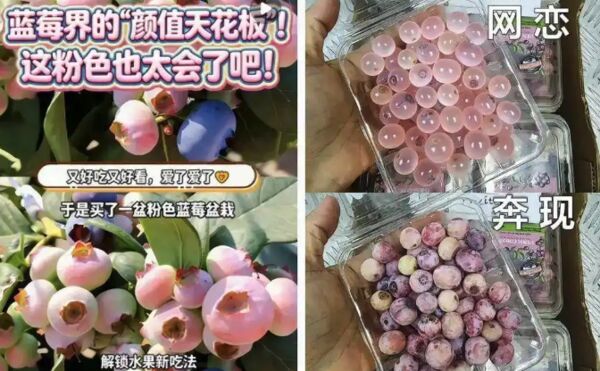▲▼「粉紅色藍莓」在陸爆紅　專家：不是AI虛構產物。（圖／翻攝微博）