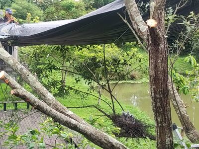 工人修剪樹枝無視「黑冠麻鷺鳥巢狂晃」！　吳沙國中挨轟急蓋布