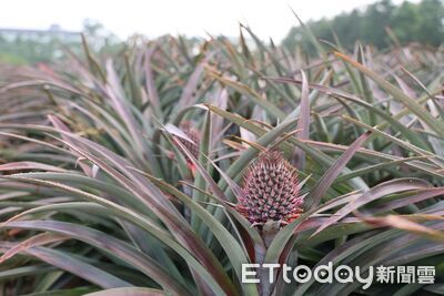 從農廢到黃金資源 雲林鳳梨全循環場域將上線