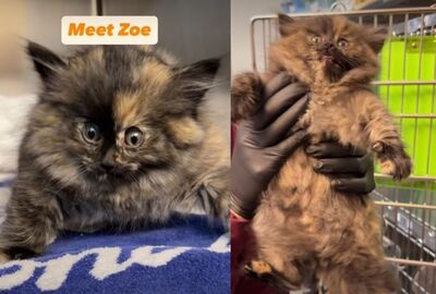 浪幼貓慘變「活氣球」！全身離奇腫脹　靠神奇療法消風暖哭網