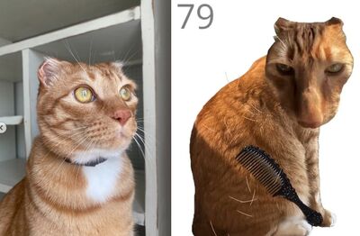 韓國「幫貓刷毛」網頁小遊戲爆紅　貓奴拚手速不能被主子發現