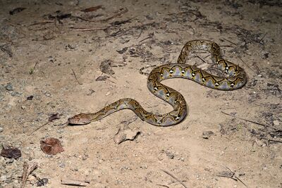 「世界最長蛇」網紋蟒狂出沒高雄　研究警告：不排除已在南部繁殖