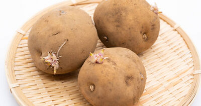 馬鈴薯發芽「法國人照吃」？　Cheap傻眼：網軍在害人