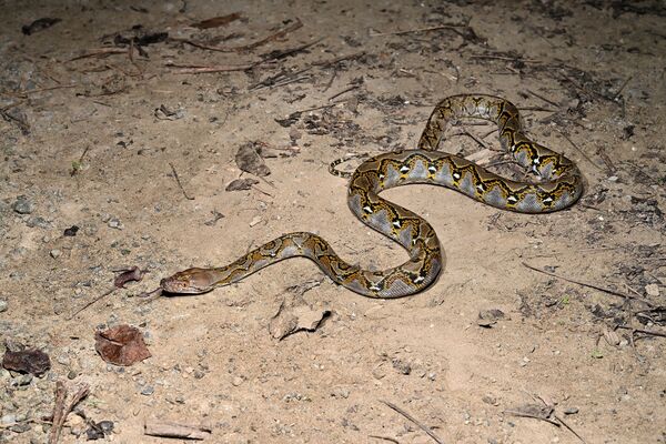 「世界最長蛇」網紋蟒狂出沒高雄　研究警告：不排除已在南部繁殖