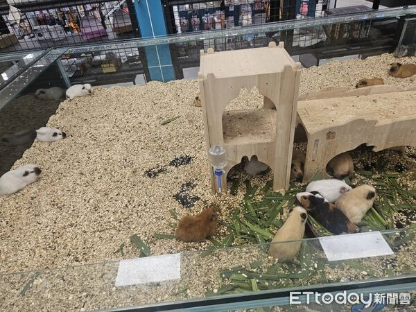 ▲▼高雄寵物店傳巨響！男誤催機車油門撞破櫥窗　玻璃四散嚇壞兔鼠。（圖／記者許宥孺翻攝）