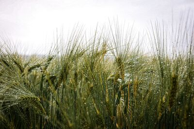 今「穀雨」4生肖大爆發複利成長　做好5件事就是未來贏的人
