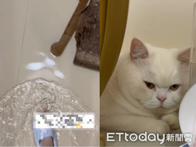 調皮英短貓闖禍！打開濾水器淹滿地　媽回家整間房「變泳池」