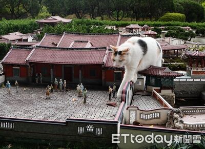 去小人國看見「龐然大物」來襲　原來是喵斯拉入侵展區