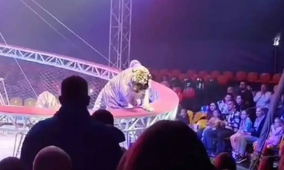 馬戲團驚魂！老虎失控「衝進觀眾席」畫面曝光　安全網故障