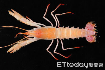 深海驚喜！嘉大海大聯手發現深海迷你龍蝦　頭胸甲僅1.2公分