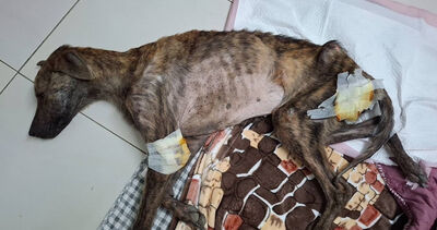 高雄「森林狗園」爆虐待！　300犬貓餓成皮包骨