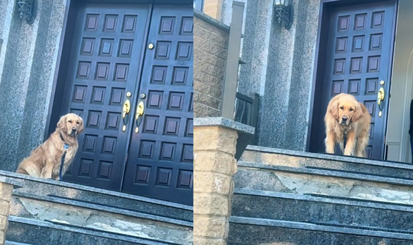 阿金突變「拒否犬」堅守阿嬤家　主人幾小時後接噩耗淚：牠早知道。（圖／翻攝自TikTok／@laurenandcody）
