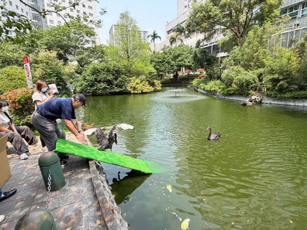 忘憂湖母天鵝離世！跨越海拔1750公尺緣分悄啟程　北榮迎新成員「武陵」