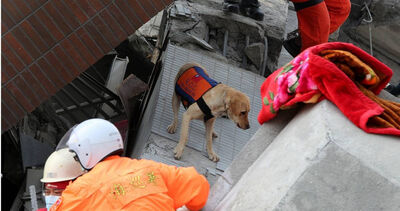 「跑山獸」風波延燒！　搜救犬教父怒揭黑幕：人幫狗作弊