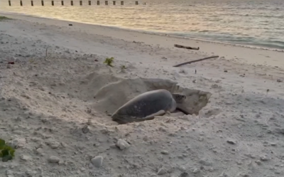 影／管碧玲世界地球日視導太平島　驚喜見海龜上岸產卵