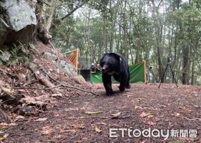 受困武陵山區台灣黑熊「葛雅萬」　經10個月治療休養今野放