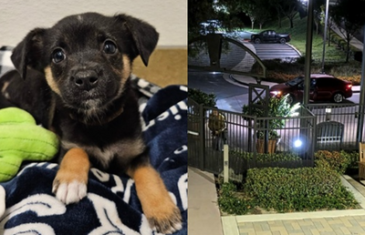 冷血男深夜遺棄寵物　3個月汪險成「郊狼大餐」闖獸醫院敲門自救