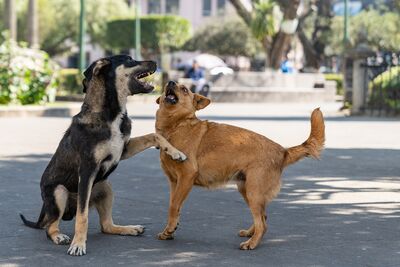 流浪狗「瘋咬40人」印度街頭失控狂奔! 傷患打狂犬病疫苗