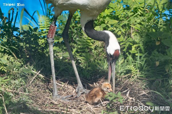 ▲。（圖／臺北市立動物園提供）