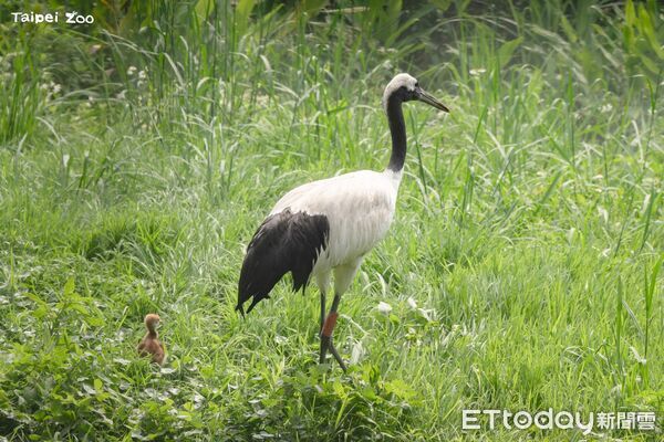 ▲。（圖／臺北市立動物園提供）