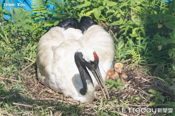 ▲。（圖／臺北市立動物園提供）