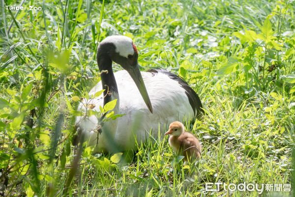 ▲。（圖／臺北市立動物園提供）