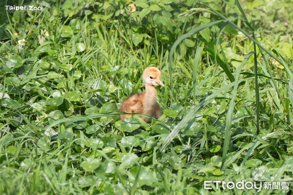 ▲。（圖／臺北市立動物園提供）