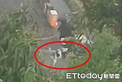 彰化和美又見惡犬追咬！14歲少年騎電動車驚嚇　摔落水溝受傷