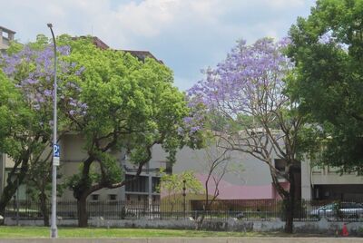 天母就有浪漫「藍花楹」　免跑中南部