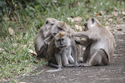 美軍趕赴荷莫茲　士兵在泰國「遭猴抓傷」緊急離隊