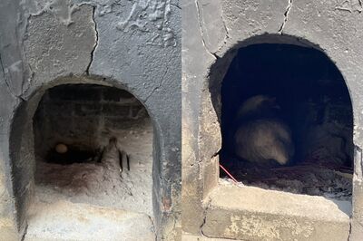 母雞闖土地公廟金爐下蛋逾20顆 飼主領回放牠自由生活