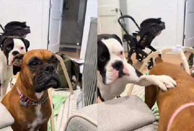 幫寶寶拍膈「被汪誤會」急到哀嚎　另一隻伸爪滅火：沒事啦