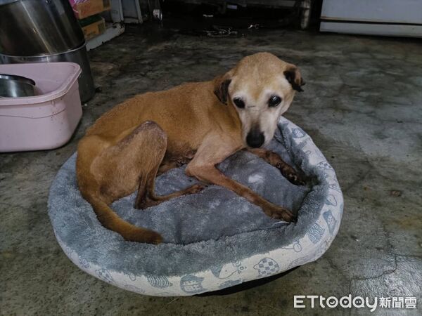 ▲老浪犬車禍倒路旁：努力復健「重新站起」　晚年終於找到安心的家。（圖／新北市政府動物保護防疫處提供。）