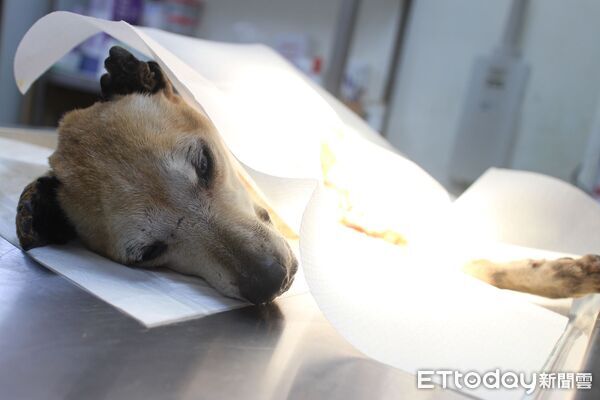 ▲老浪犬車禍倒路旁：努力復健「重新站起」　晚年終於找到安心的家。（圖／新北市政府動物保護防疫處提供。）