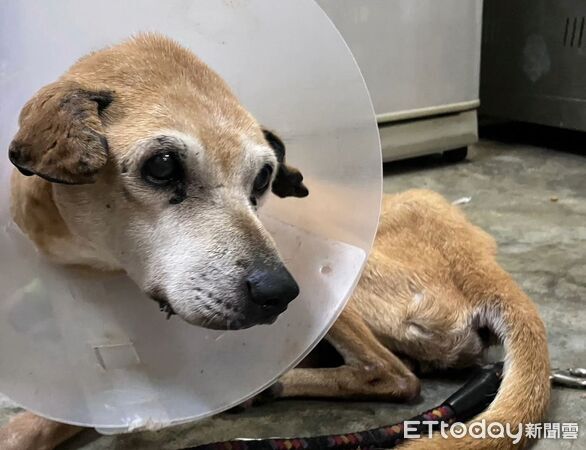 ▲老浪犬車禍倒路旁：努力復健「重新站起」　晚年終於找到安心的家。（圖／新北市政府動物保護防疫處提供。）