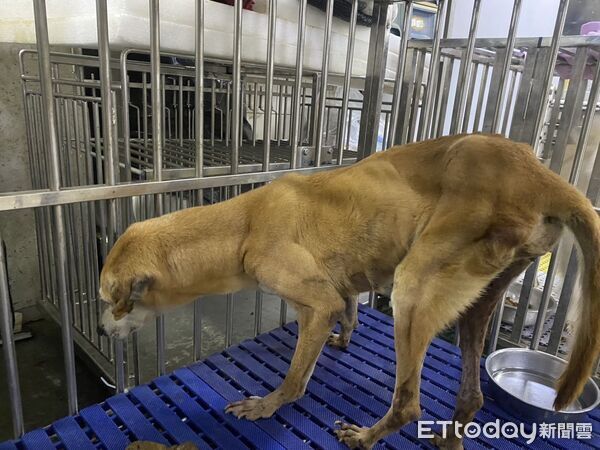 ▲老浪犬車禍倒路旁：努力復健「重新站起」　晚年終於找到安心的家。（圖／新北市政府動物保護防疫處提供。）