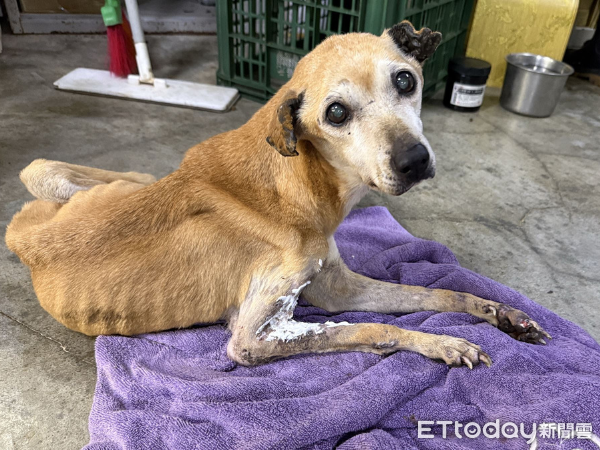 ▲老浪犬車禍倒路旁：努力復健「重新站起」　晚年終於找到安心的家。（圖／新北市政府動物保護防疫處提供。）