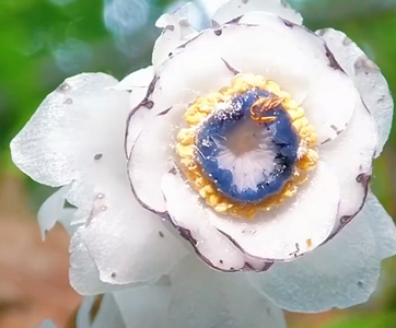 傳說能起死回生！深山驚見300多株「幽冥之花」