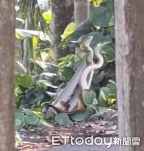 嘉義中埔驚見「三蛇挺立交纏」 目擊者讚美到忘記害怕