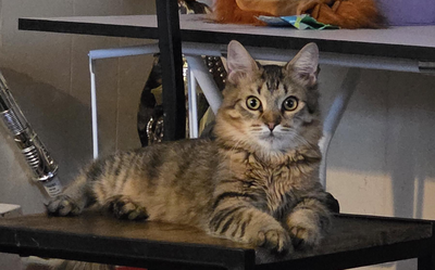 虎斑貓拒絕進食體重狂掉　女「砸1.4萬找病因」傻：不爽換水杯