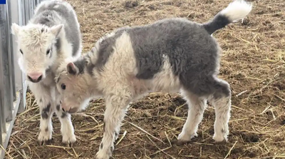 西藏首次實現批量克隆10頭氂牛