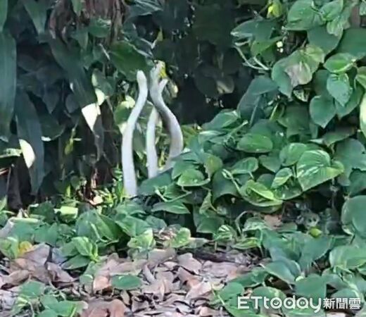 ▲▼  招待所外驚見「三蛇共舞」！中埔鄉民葉芷安目擊靈蛇纏綿：美到忘記害怕   。（圖／葉芷安授權）
