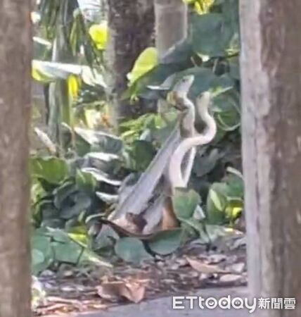 ▲▼  招待所外驚見「三蛇共舞」！中埔鄉民葉芷安目擊靈蛇纏綿：美到忘記害怕   。（圖／葉芷安授權）