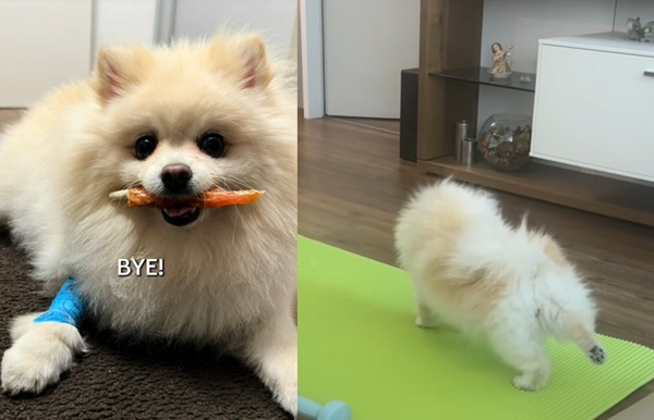 趁沒人偷偷練！博美犬霸佔主人瑜珈墊　「皮拉提斯抬腿」超萌。（圖／翻攝自TikTok／@ivkovicsara）