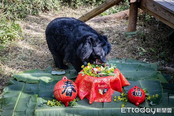 ▲▼壽山動物園黑熊瑪莉奶奶 。（圖／記者許宥孺翻攝）