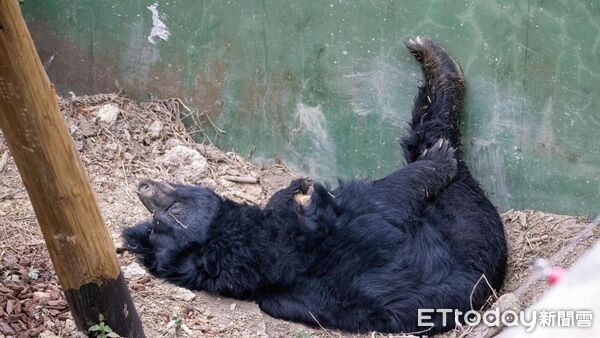 ▲▼壽山動物園黑熊瑪莉奶奶 。（圖／記者許宥孺翻攝）